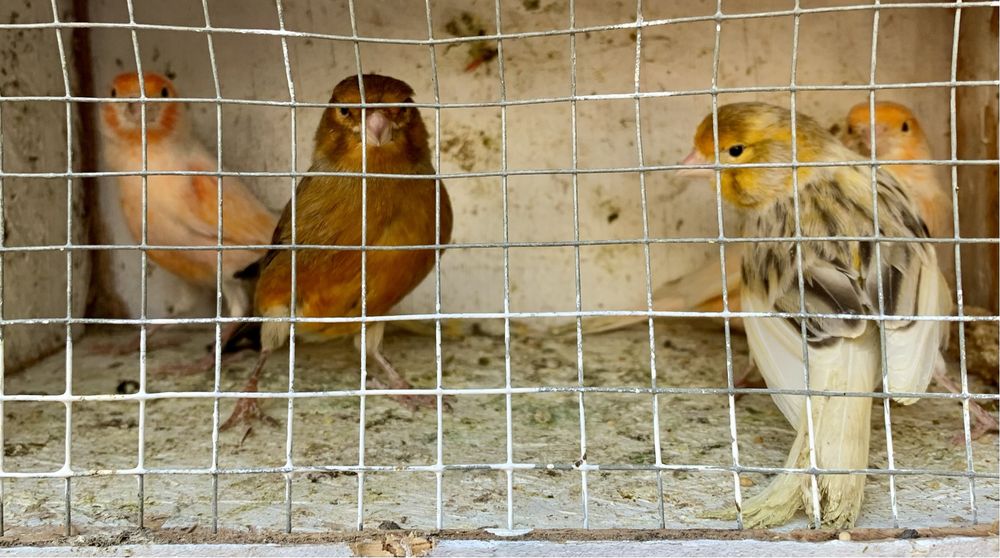 Kanarek kanarki śpiewający samiec