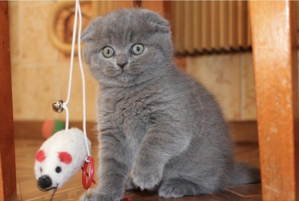 Продаются замечательные котята!
