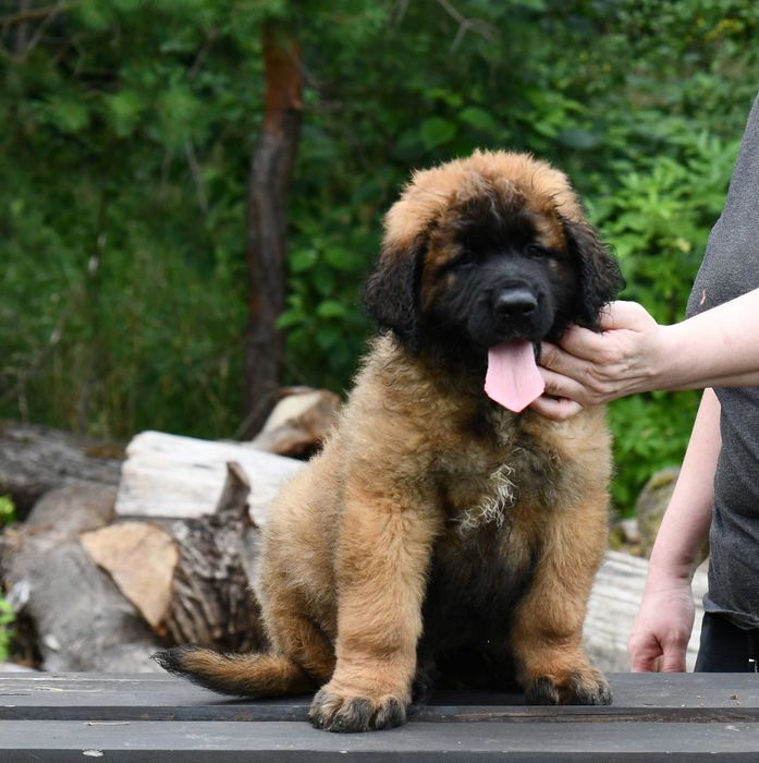 Leonberger szczeniak