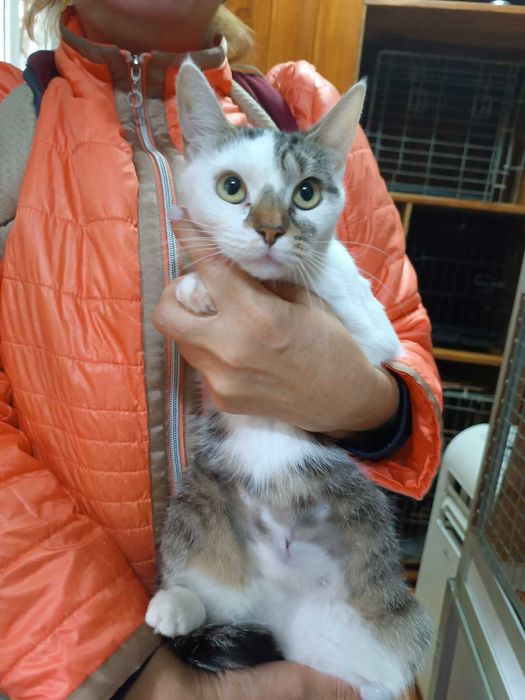 Кицюня в добрі руки