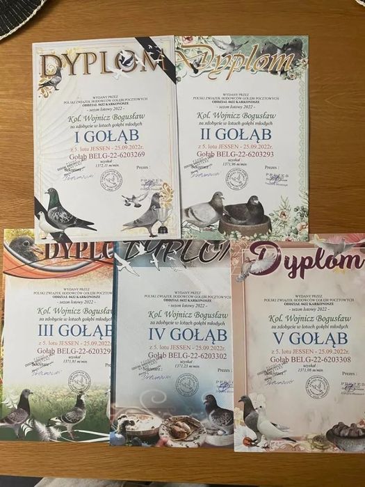 Młode gołębie po mistrzowskiej hodowli