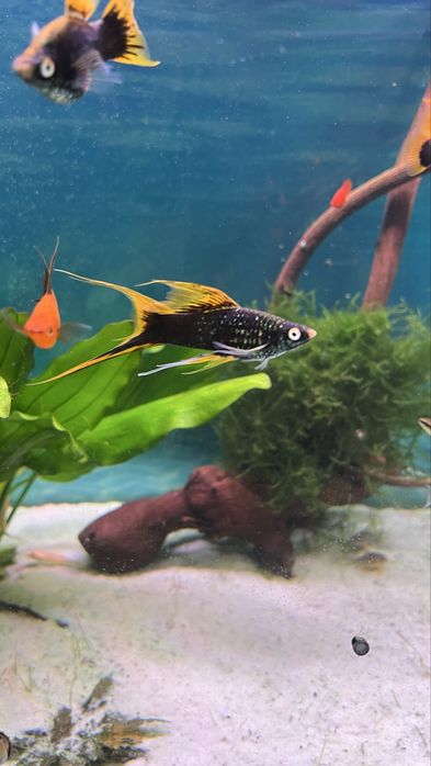 Самцы Гуппи full black чистая линия. Хелены