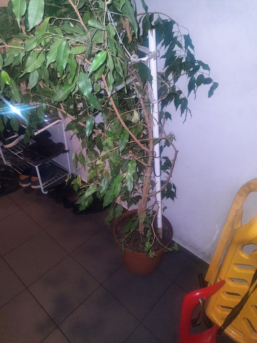 Kwiat Beniamin fikus pokojowy