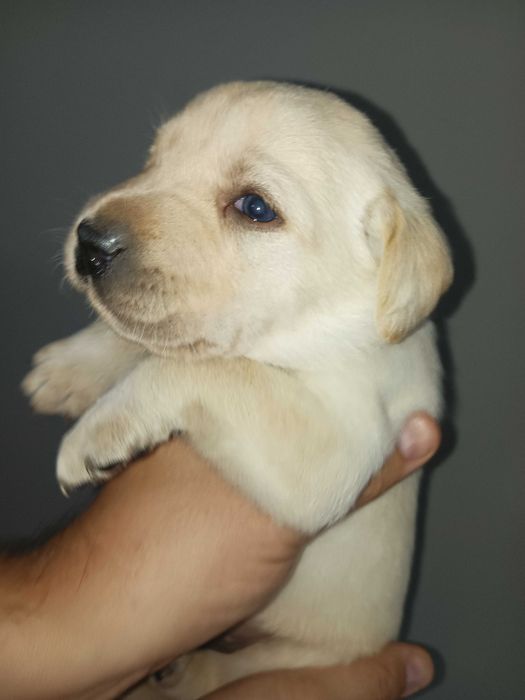 Labrador Radosne Psy Rasowe