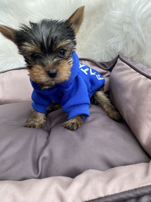 Йорк терєр міні з паспортом