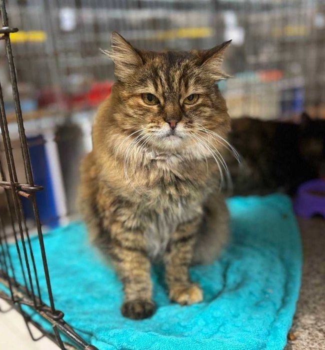 Лагідна домашня киця Марфуша шукає новий дім ! кішка кіт кошеня