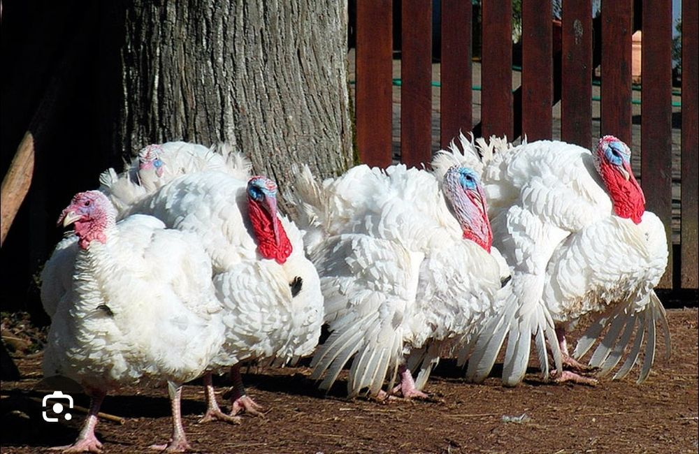 Яйце Інкубаційне