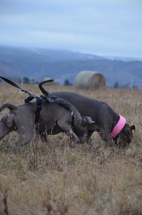 Szelki o szerokości 4cm z obciążeniem do treningu