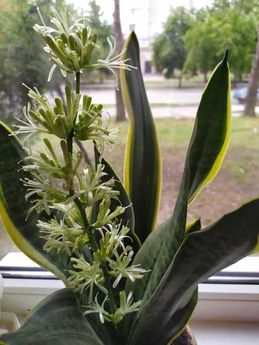 Сансевеєрія або "тещін язик"