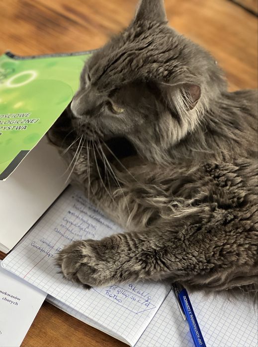 Maine Coon roczny kocurek