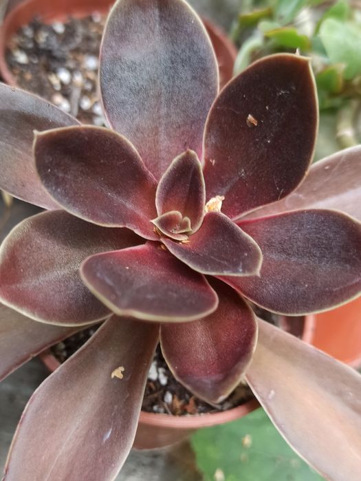 Сукуленти асортимент/ різні сукуленти/ рідкісні сукуленти