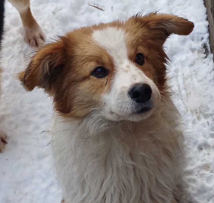 Хлопчик Вінні шукає дім!