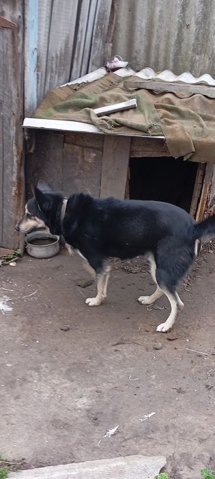 Віддам собачку в гарні руки