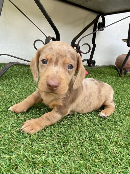 Teckel kaninchen arlequim chocolate