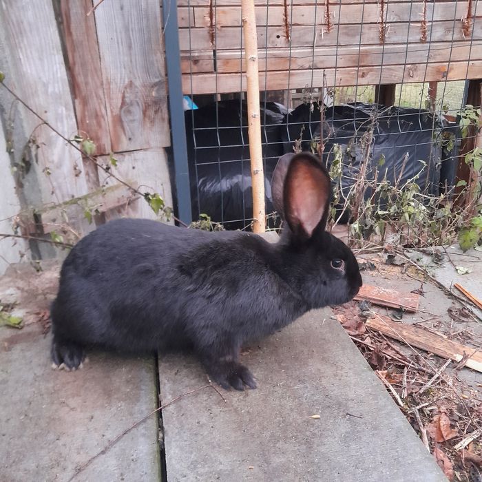 Sprzedam/zamienię królika