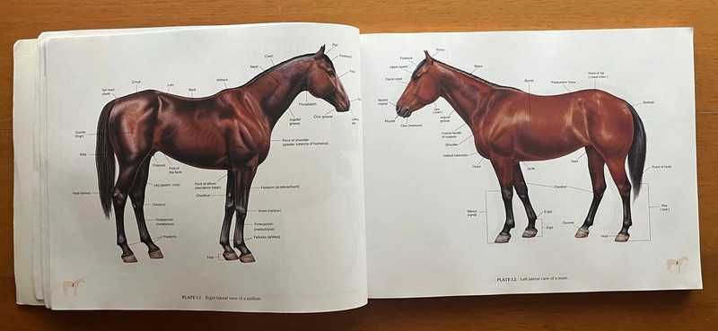 Spurgeon'S Color Atlas Of Large Animal Anatomy - The Essentials