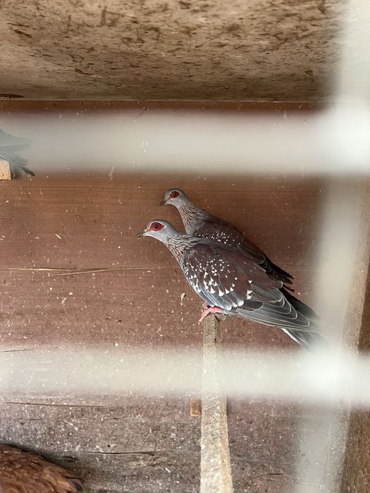 Vendo aves ormamentais