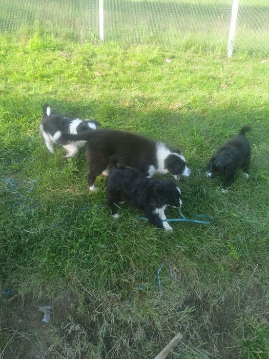 Pieski border collie