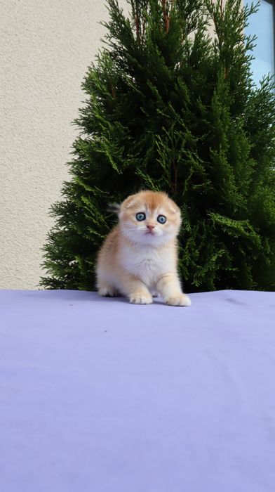 Шикарний хлопчик Scottish fold