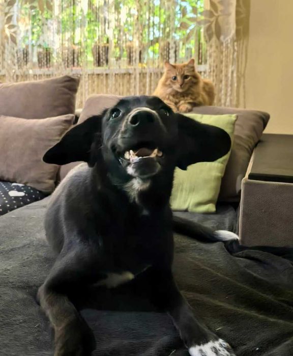 BALBINKA 11 kg  może mieszkać z KOTEM uratowana w Bułgarii