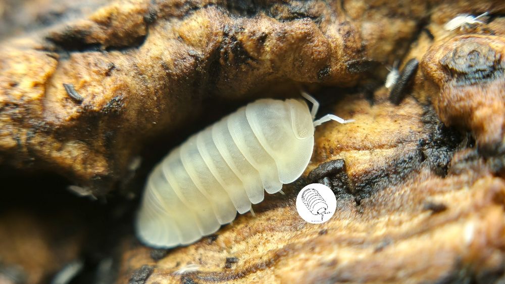Isopody,  prosionki, Cubaris Murina Glacier