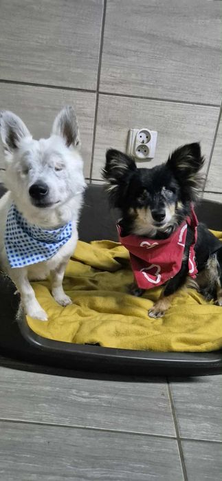 Do adopcji para maluszków
