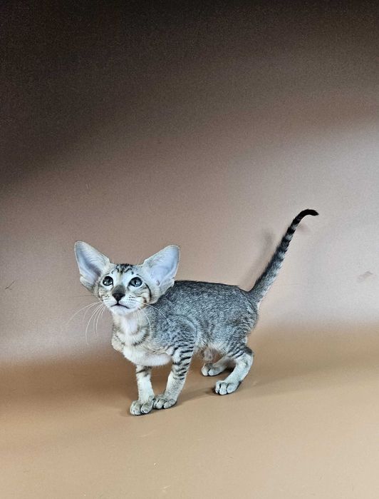 Ориентальный котенок ориентальная девочка Lolly