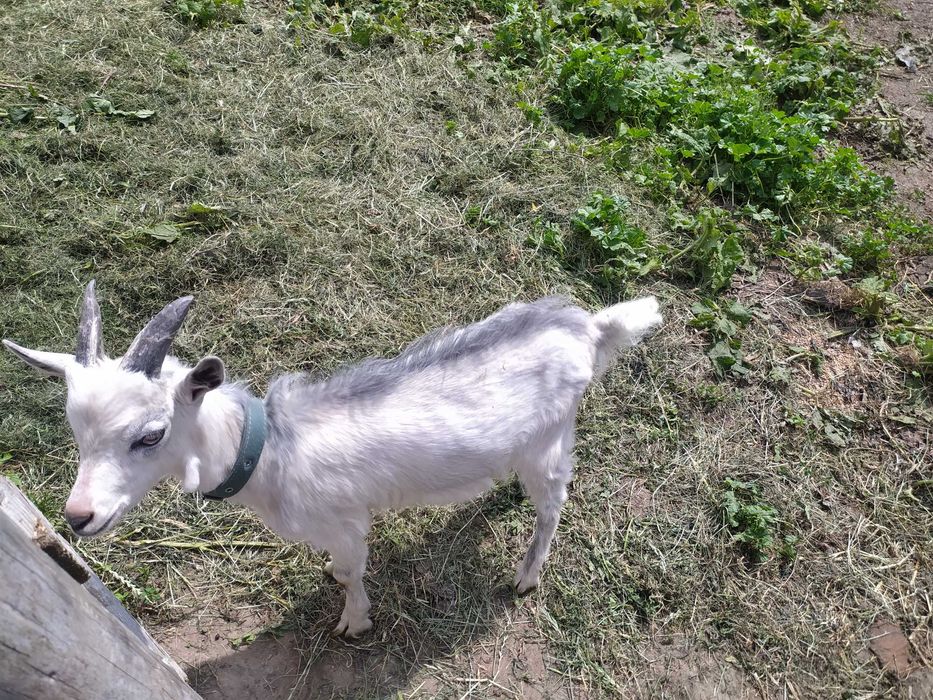 КОЗЕНЯТА хлопчики  продам 3 місяці