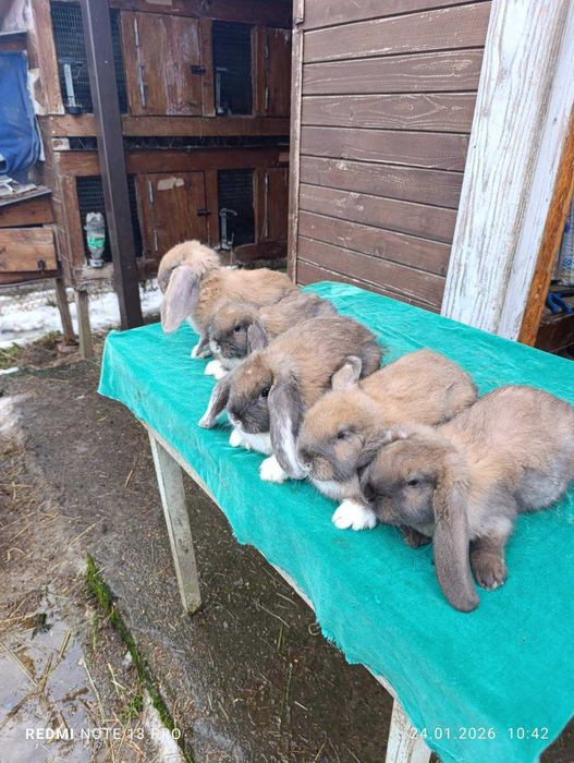 Кролики французький баран мадагаскар