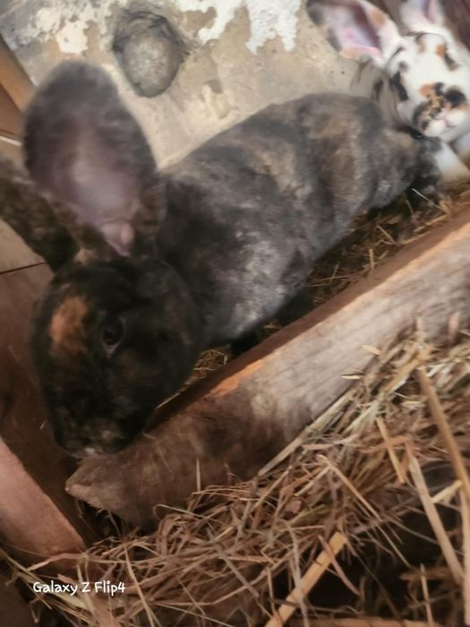 Sprzedam króliki rex trujbarwny