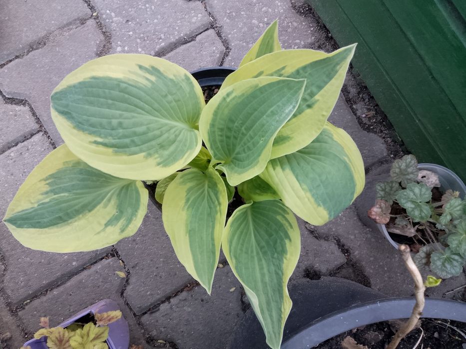 Hosta  funkja duża sadzonka