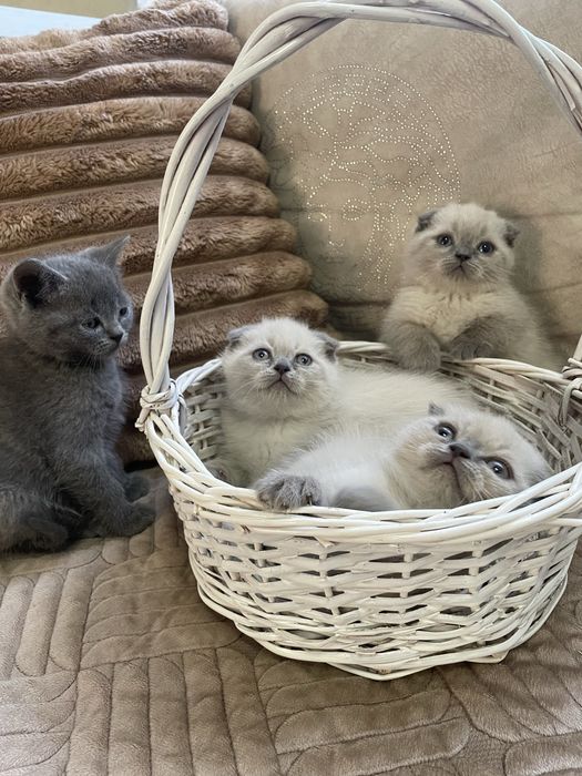 Шотландські кошенята