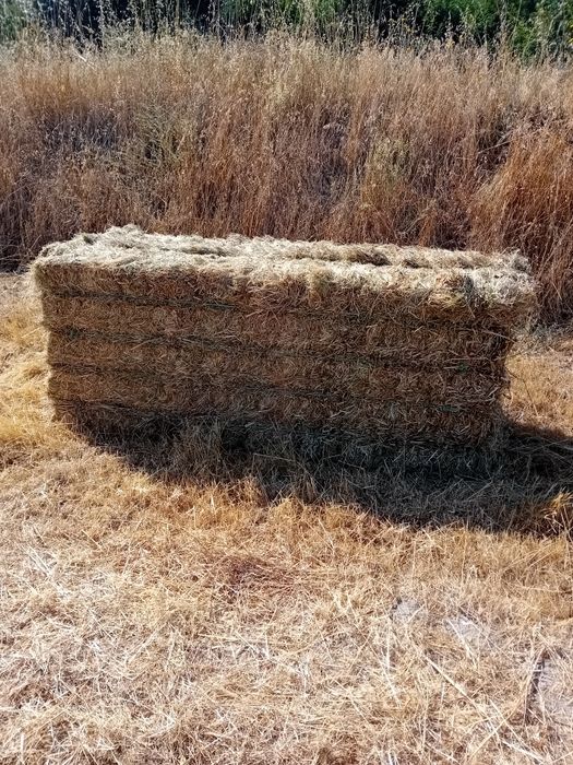 Vendo feno de azevem