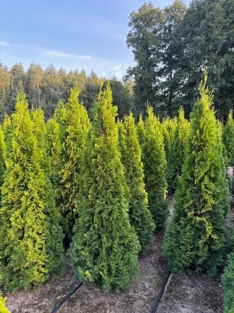 Tuja Szmaragd, Żywopłoty, Producent