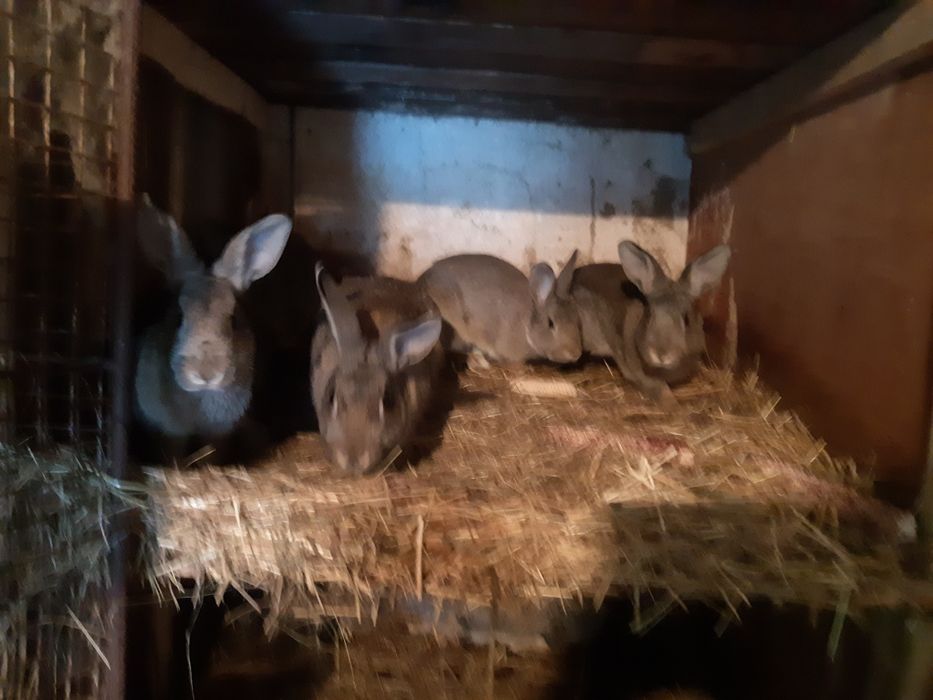 Króliki dzikie króliki