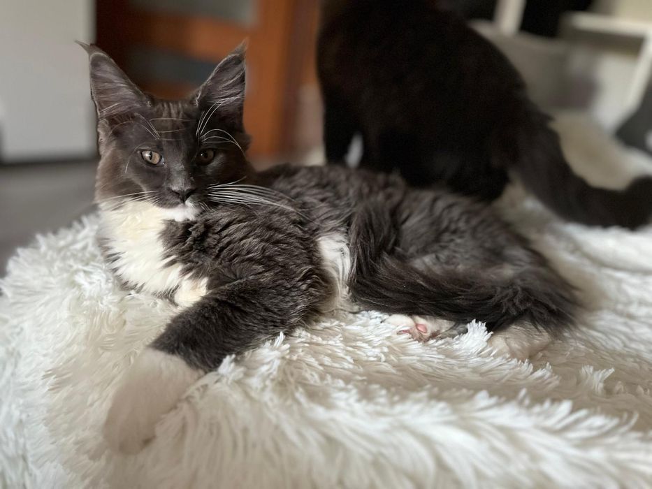 Maine Coon niebieski z białym