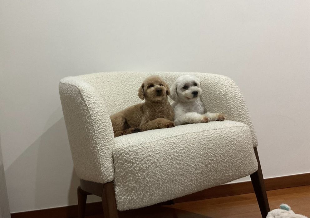 Caniche toy porte pequeno