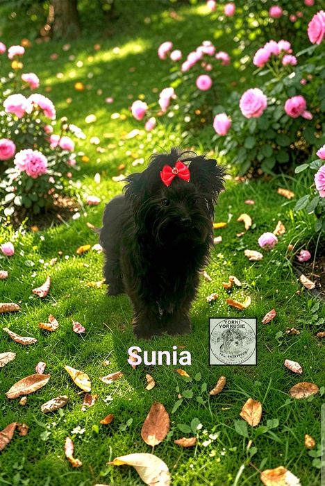 Sunia Yorkshire Terrier Black. Badania DNA