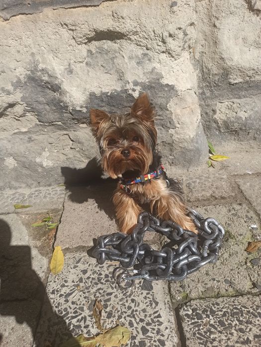 Цепь поводок подарок на новый год, Повідець ланцюг подарунок на Новий