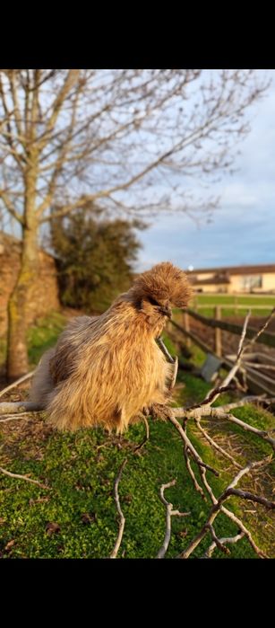 Ovos de Sedosa do Japão