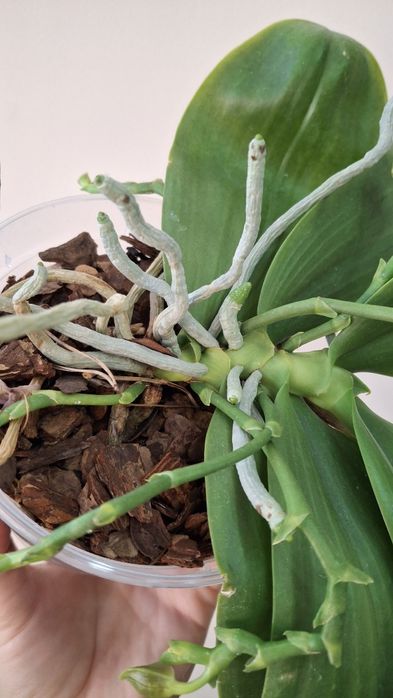 Орхідея фаленопсіс Yavanica x LD'S King