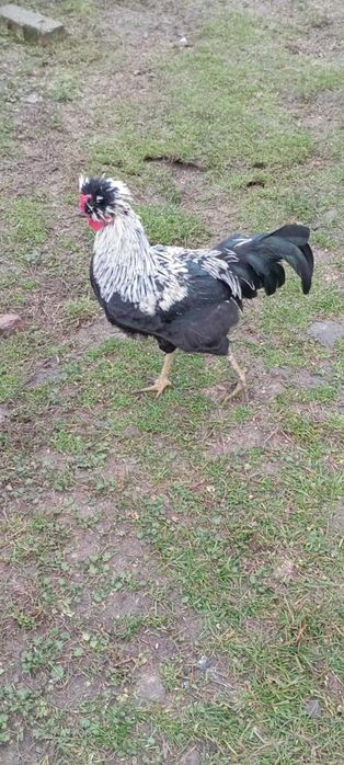 koguty młode pół roczne