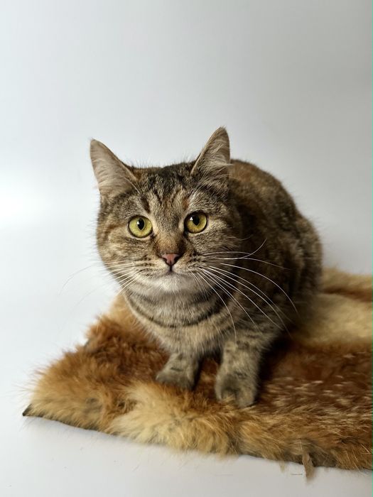 Котёнок Кити около полгода