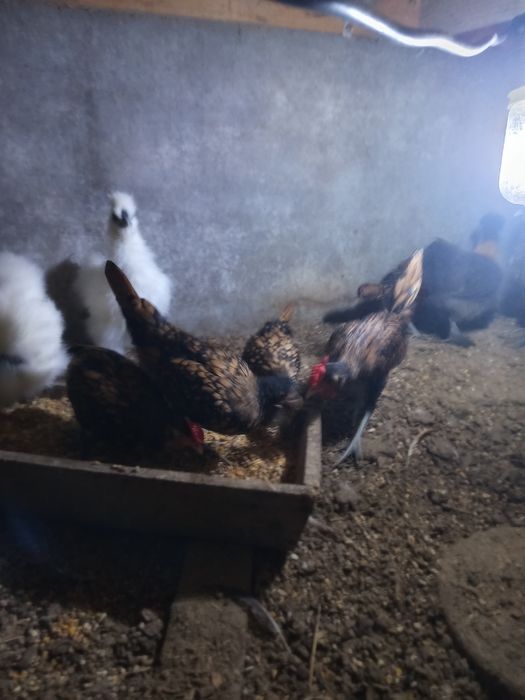 Animais de quinta