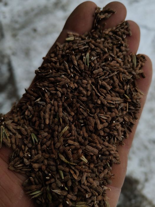 Saradela II klasa DOBRA CENA