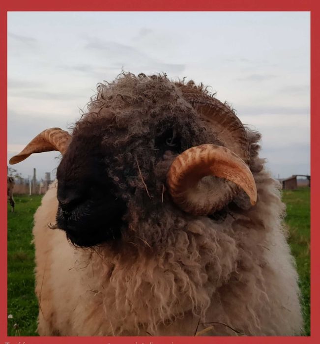 Baran walizerski (Valais Blacknose) – łagodny, zarejestrowany, 6 lat