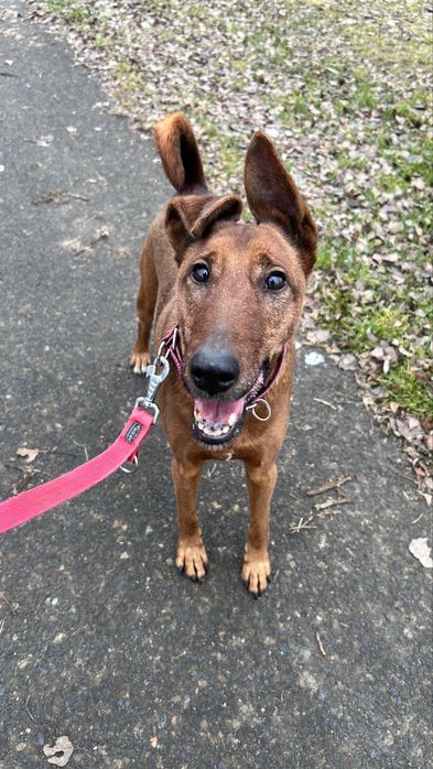 KIRO - piękny pies do adopcji