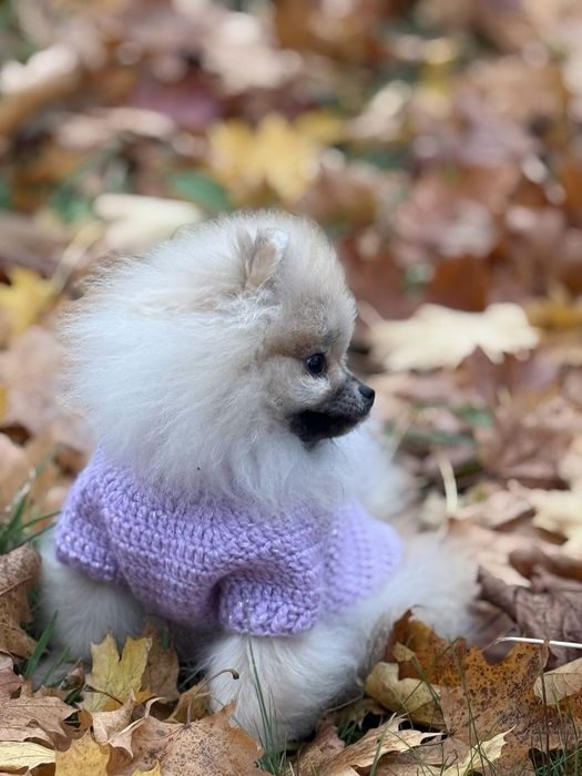 Міні красуня померанського шпіца