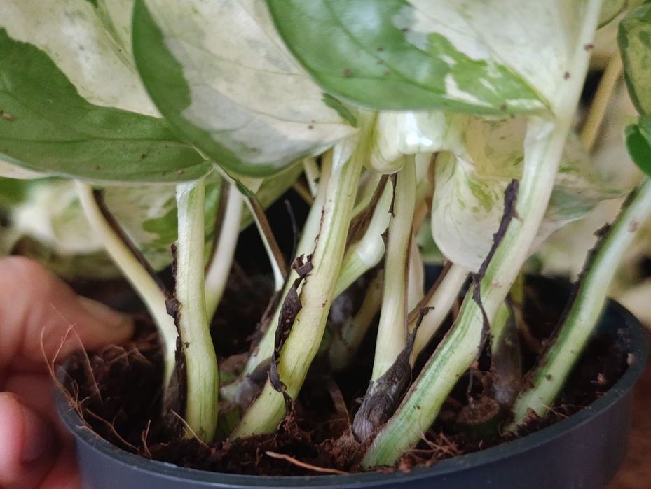 Епіпремнум Хеппі Ліф (Epipremnum aureum 'Happy Leaf'),Епіпремнум Хеппі Ліф (Epipremnum aureum 'Happy Leaf'),