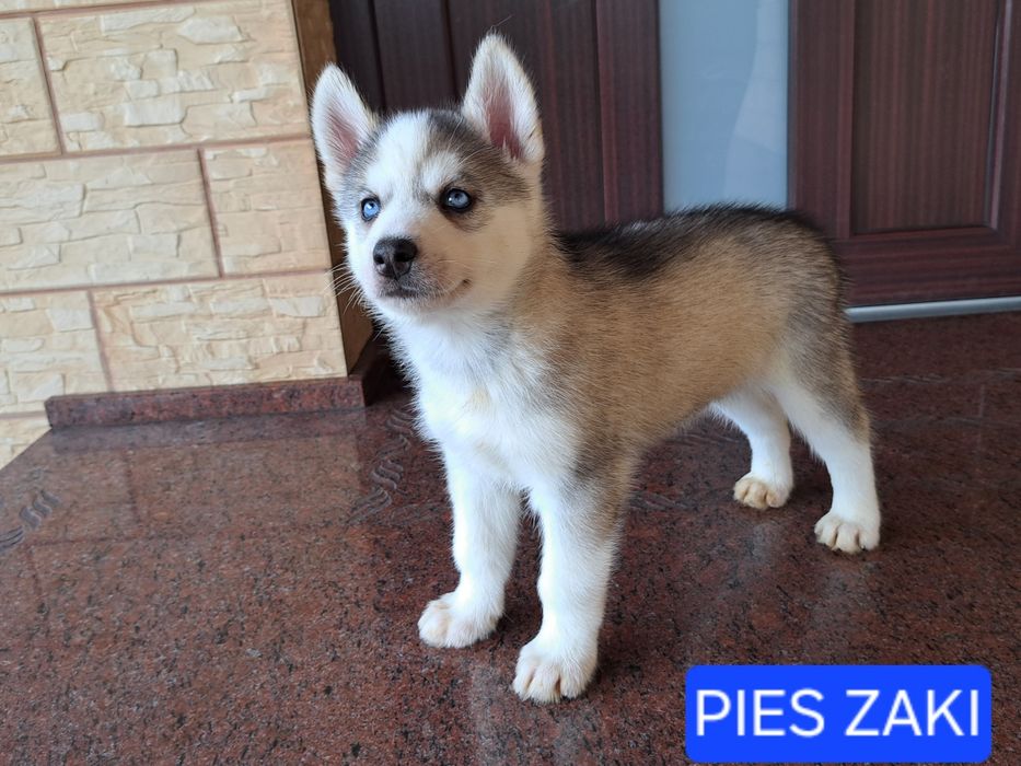 Husky Syberyjski